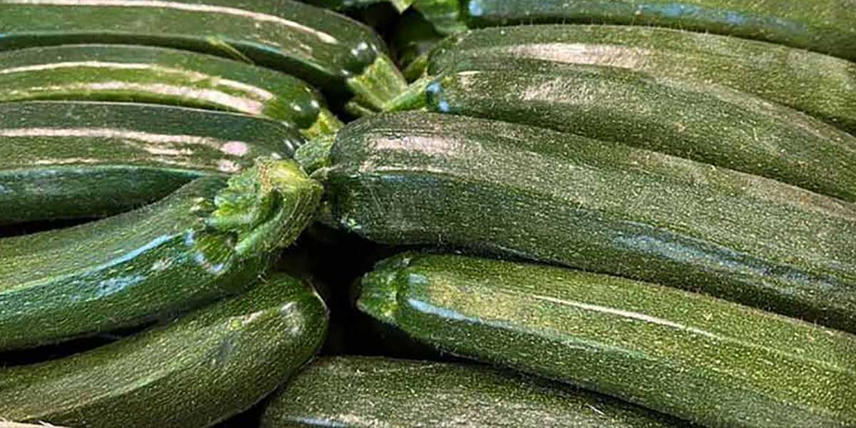 «Zucchine verdi, l'offerta è carente»